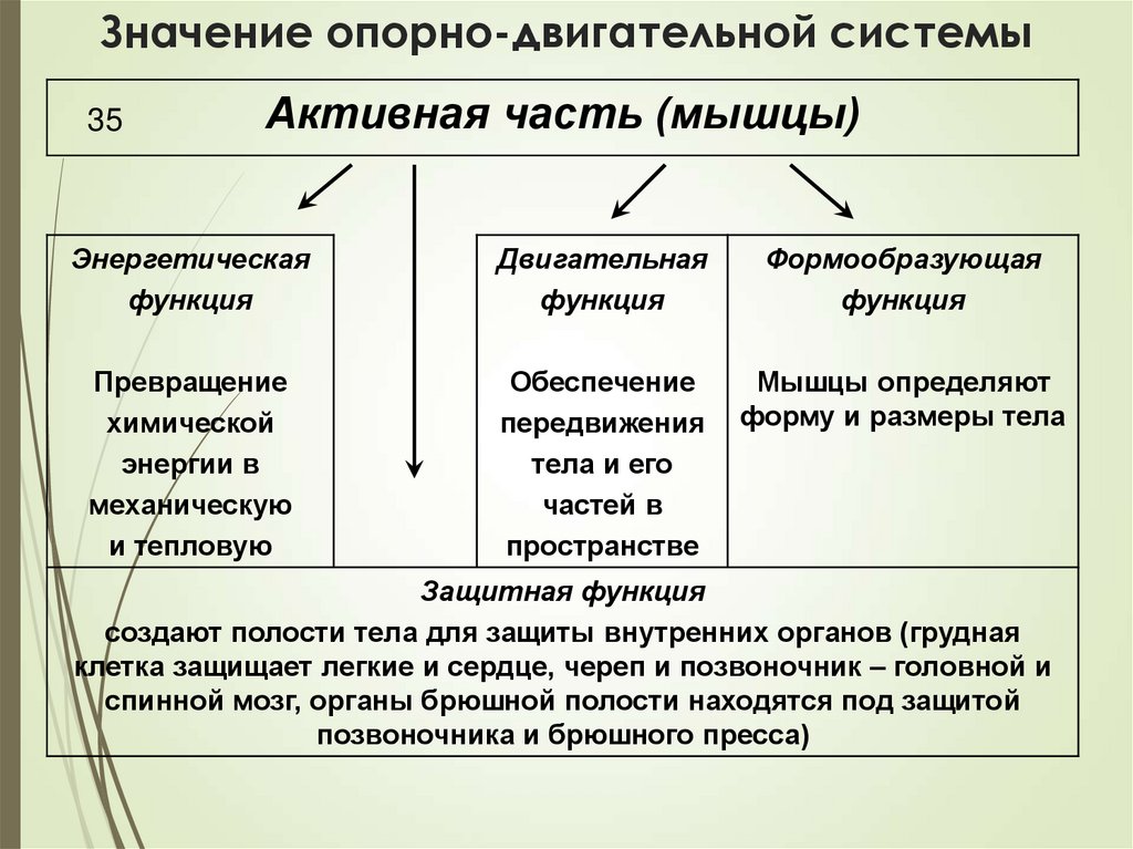 Значение опорно-двигательной системы