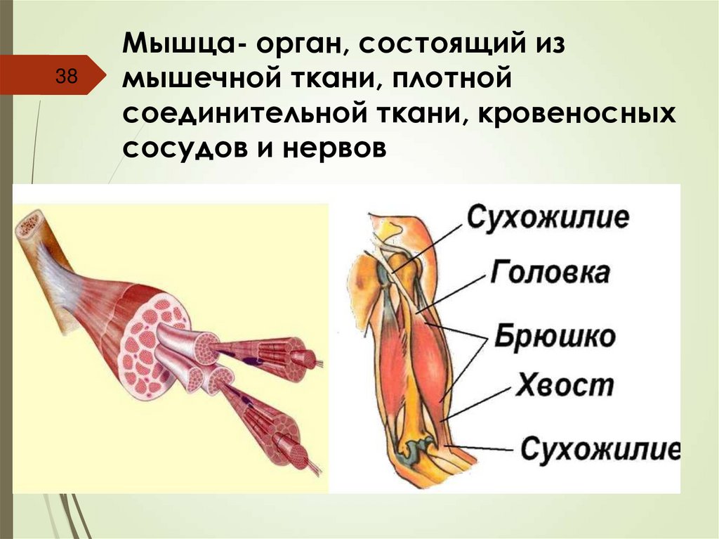 Мышца- орган, состоящий из мышечной ткани, плотной соединительной ткани, кровеносных сосудов и нервов