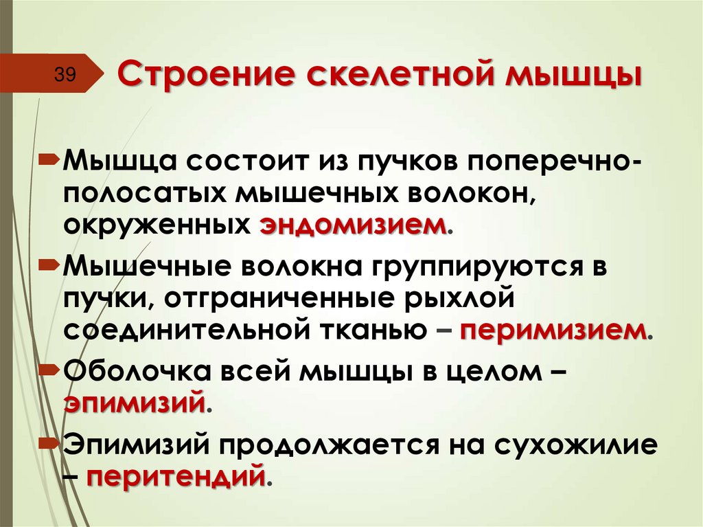 Строение скелетной мышцы