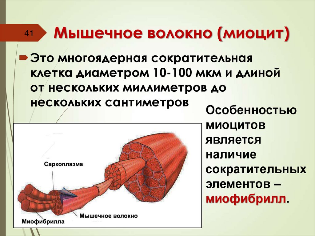 Мышечное волокно (миоцит)