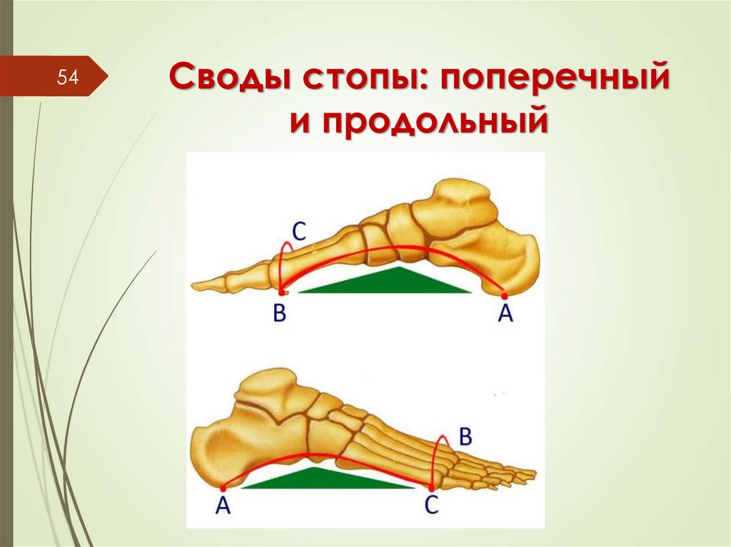Своды стопы: поперечный и продольный