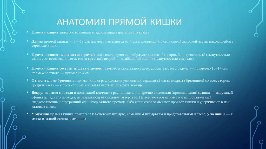 Анатомия прямой кишки