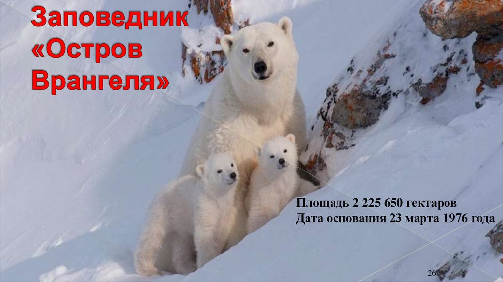 Заповедник «Остров Врангеля»