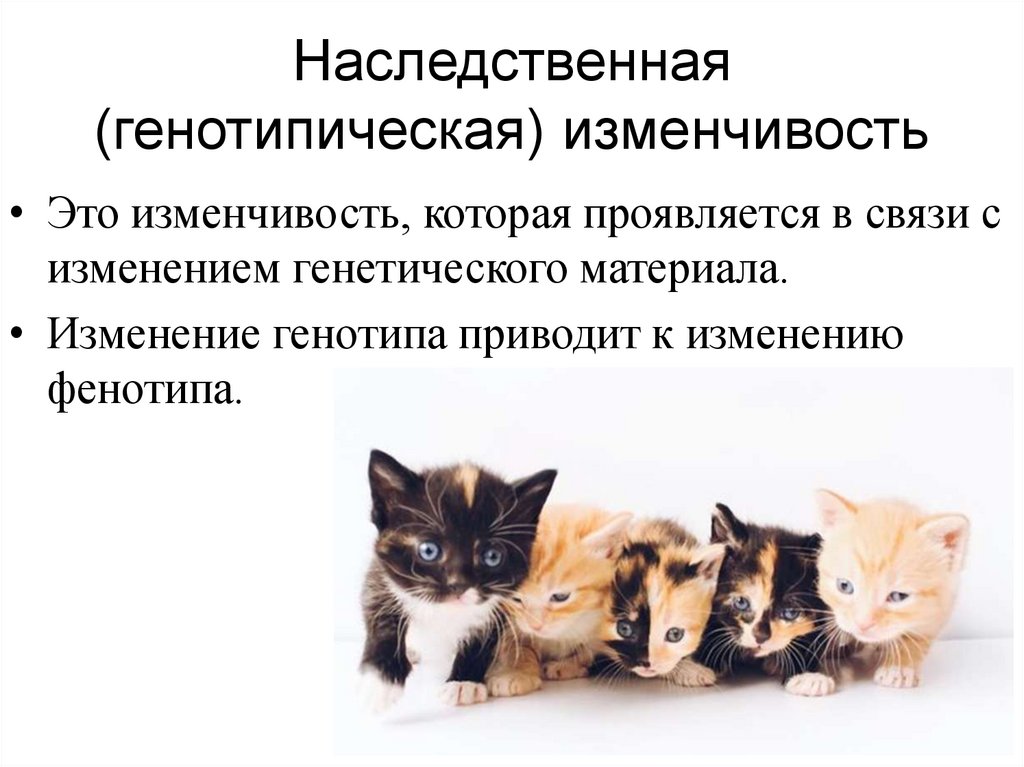 Наследственная (генотипическая) изменчивость