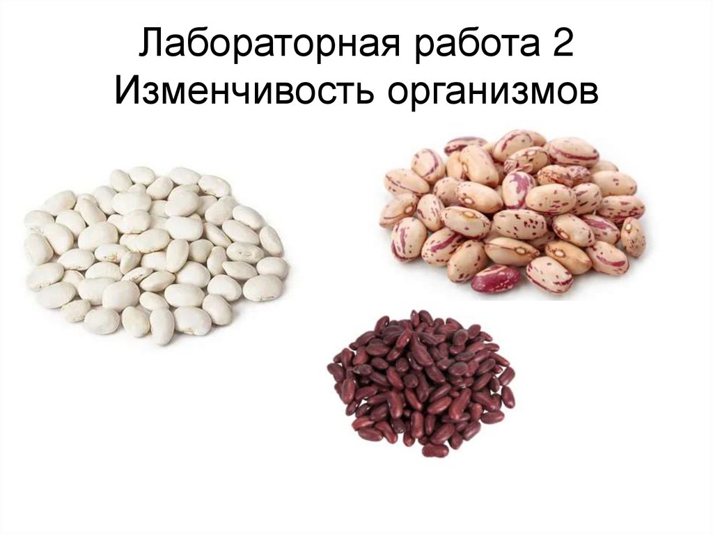 Лабораторная работа 2 Изменчивость организмов