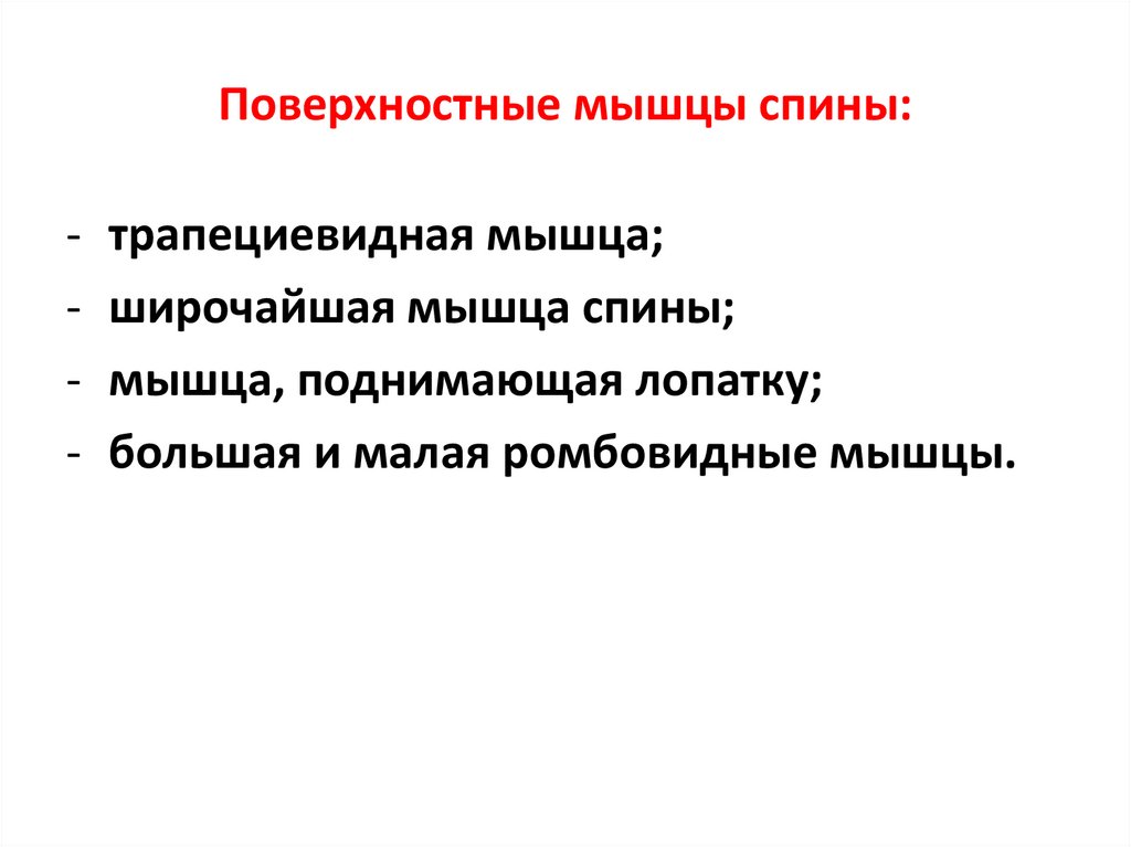 Поверхностные мышцы спины: