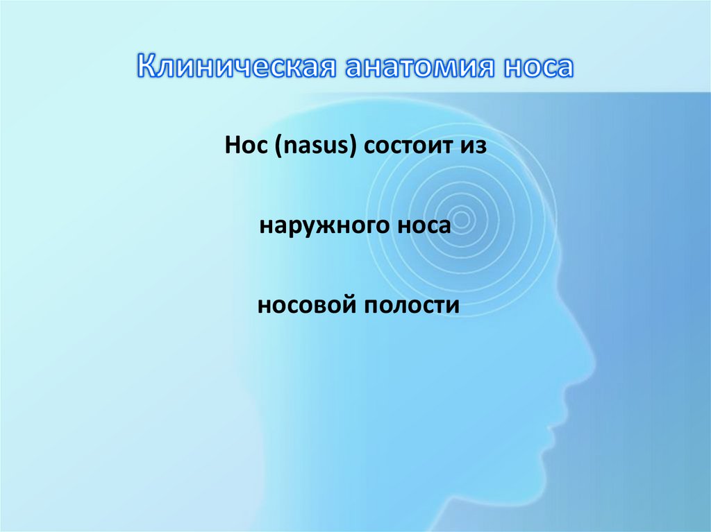 Клиническая анатомия носа