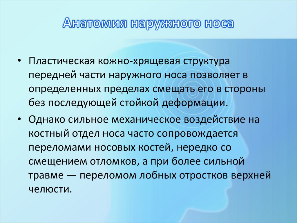 Анатомия наружного носа