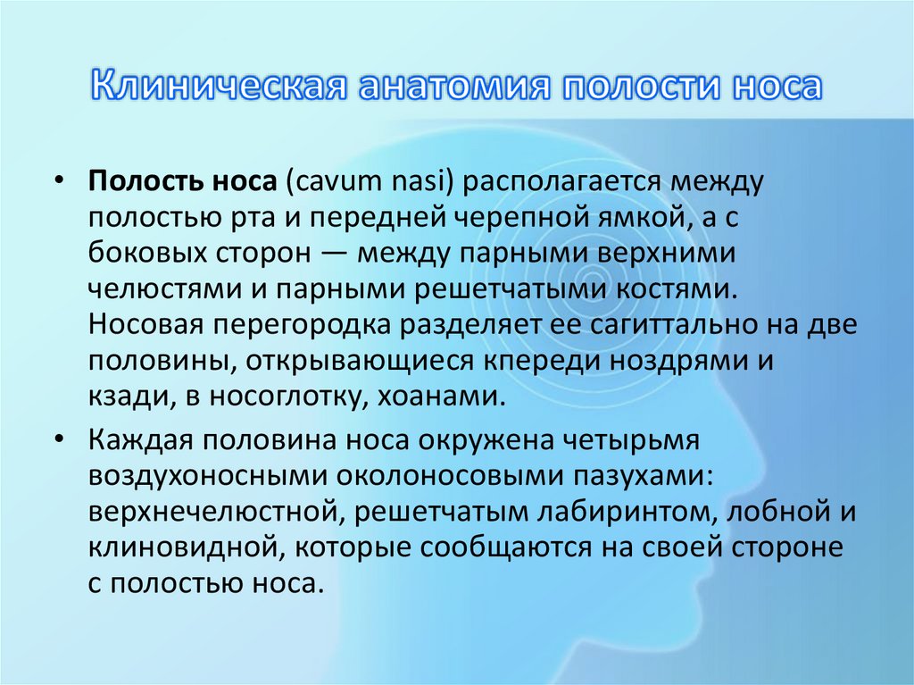 Клиническая анатомия полости носа
