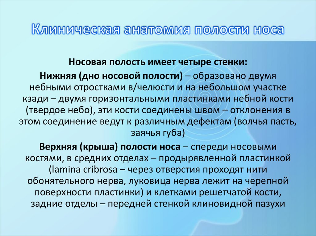 Клиническая анатомия полости носа