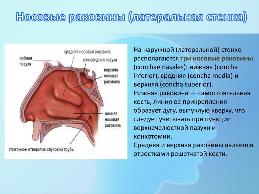 Носовые раковины (латеральная стенка)