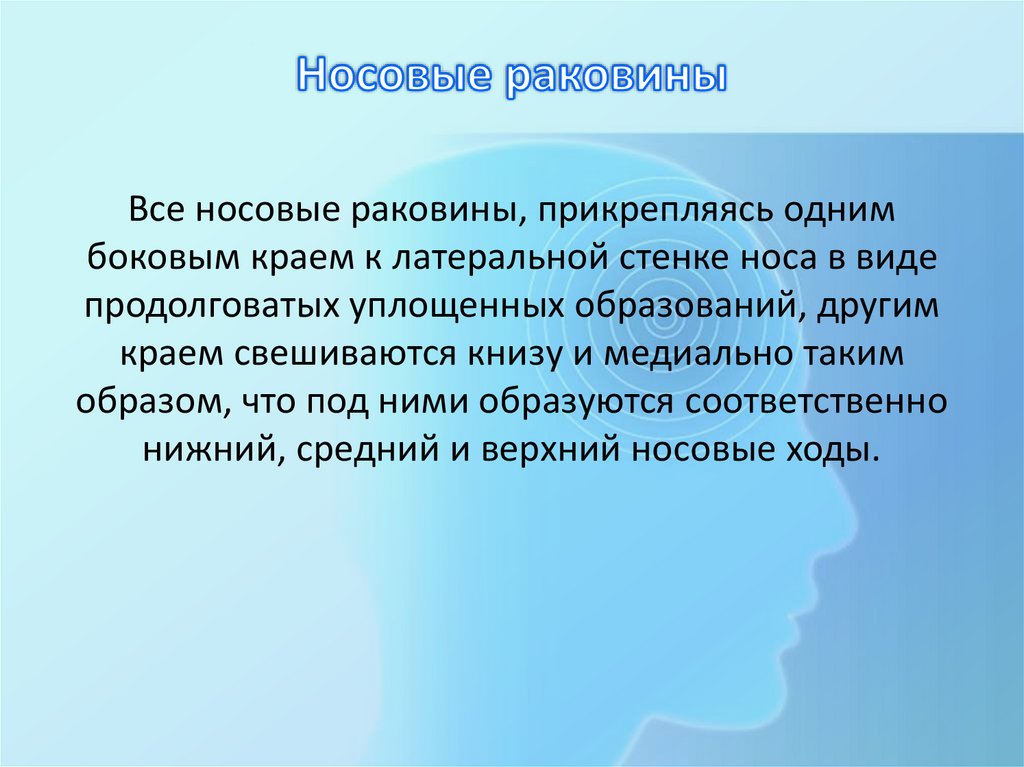 Носовые раковины