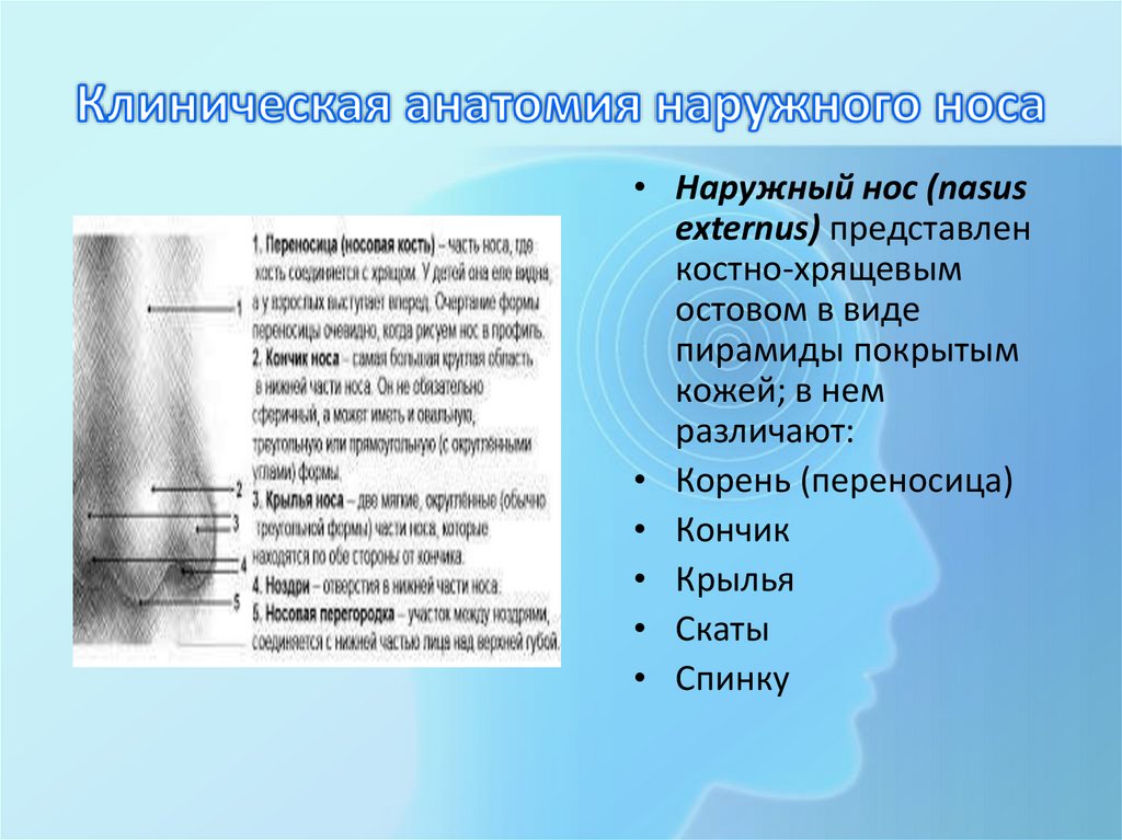 Клиническая анатомия наружного носа