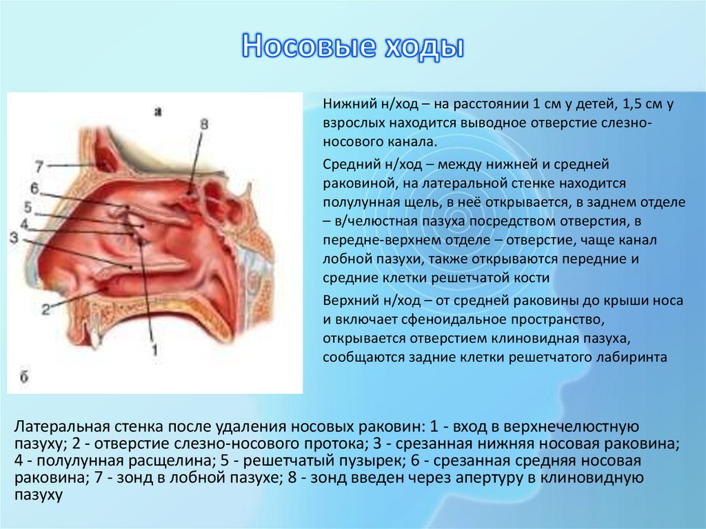 Носовые ходы