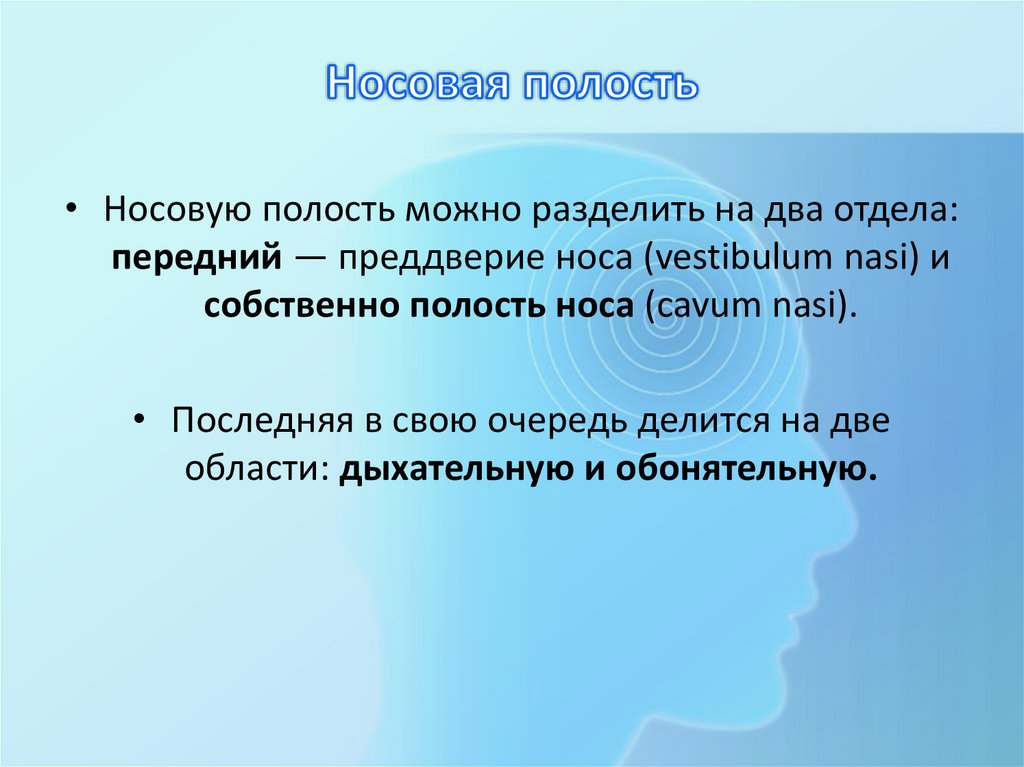 Носовая полость