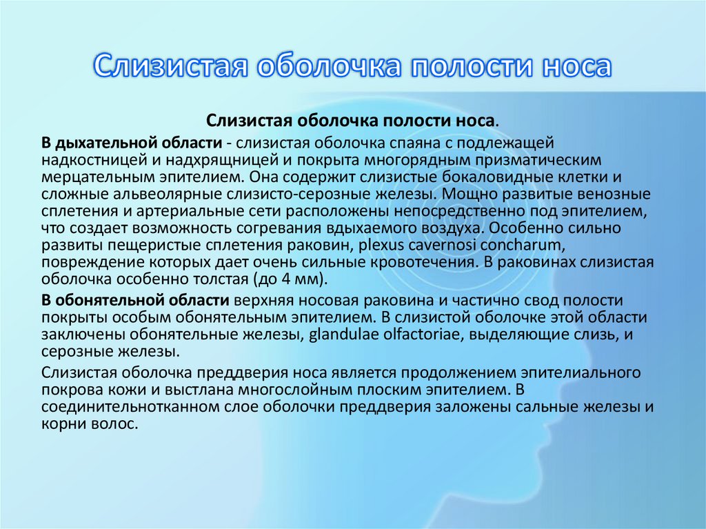 Слизистая оболочка полости носа