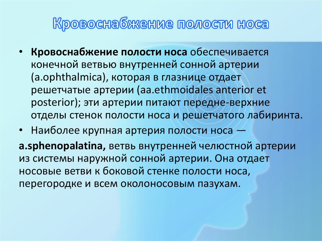 Кровоснабжение полости носа