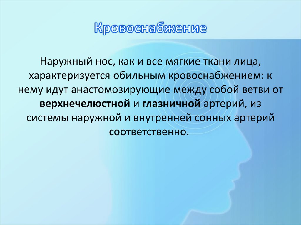 Кровоснабжение