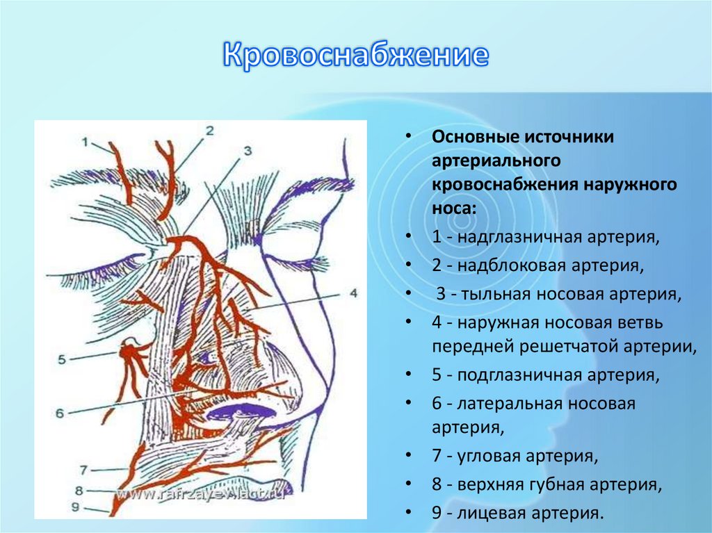 Кровоснабжение