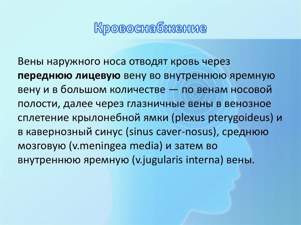 Кровоснабжение