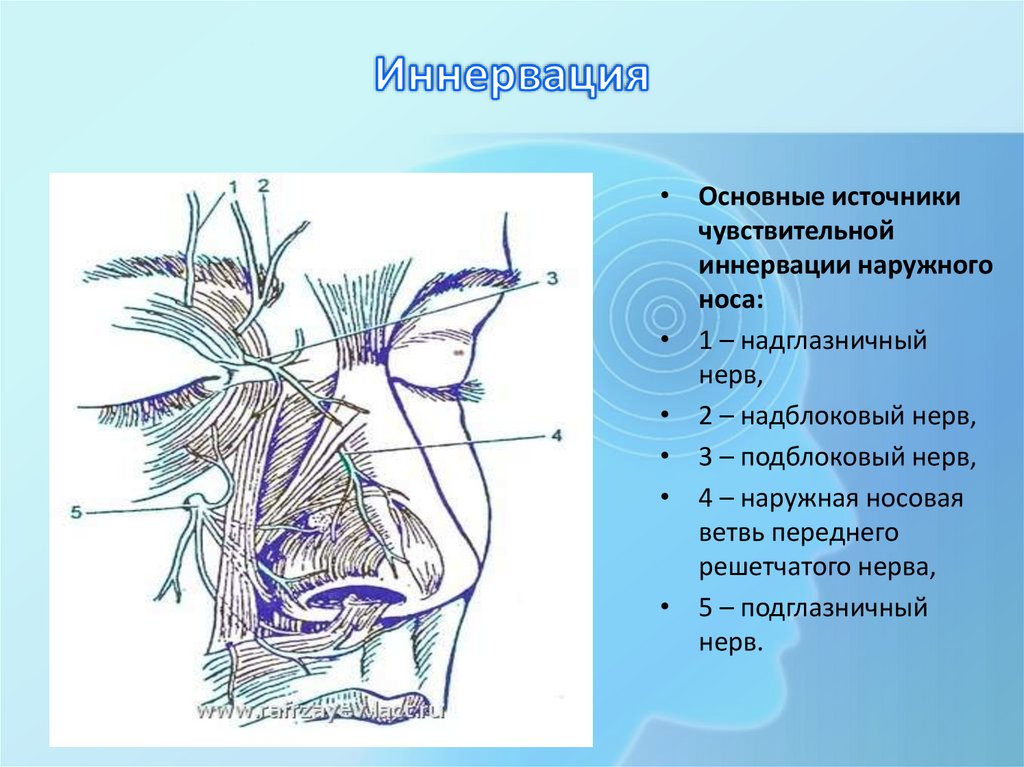 Иннервация