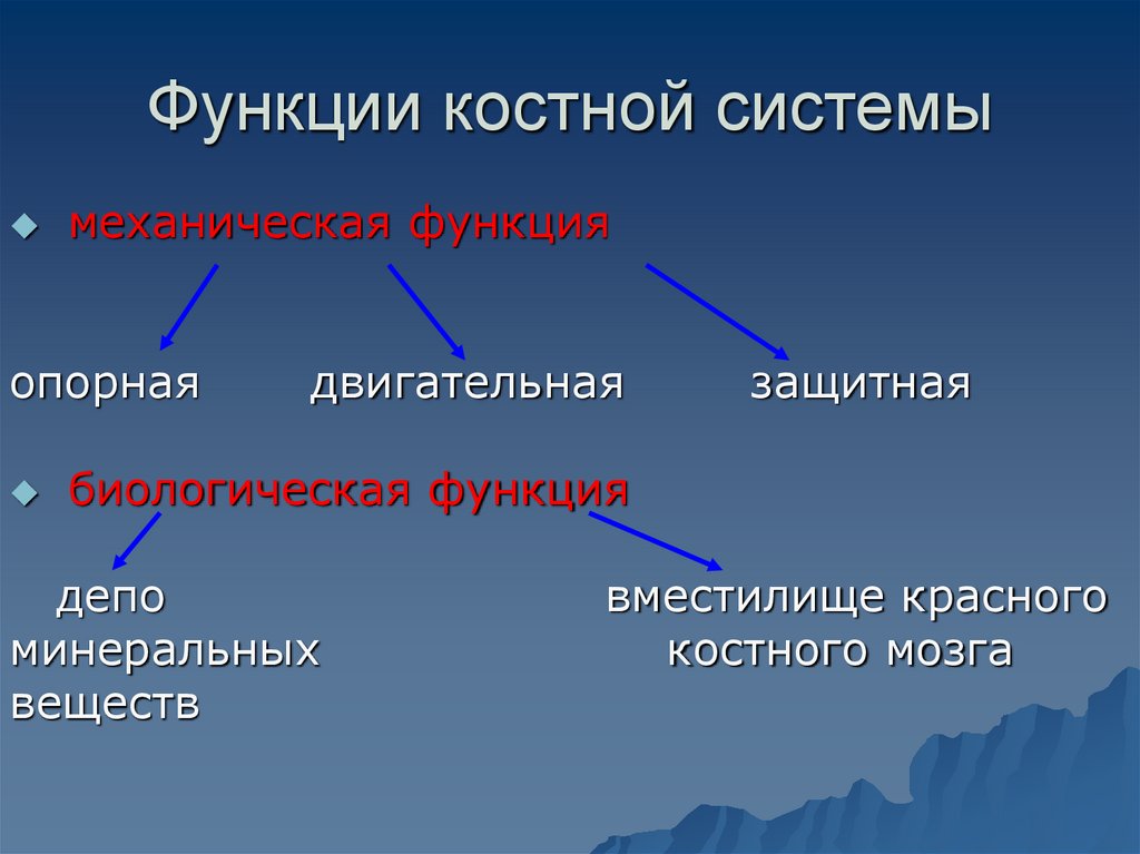 Функции костной системы