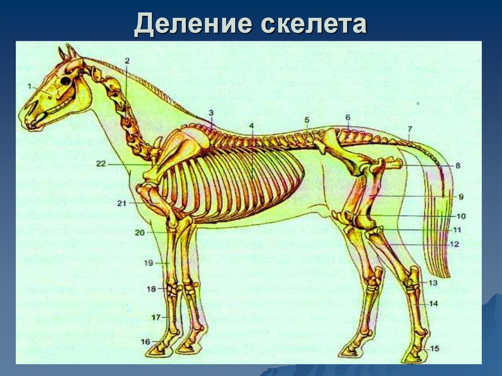 Деление скелета