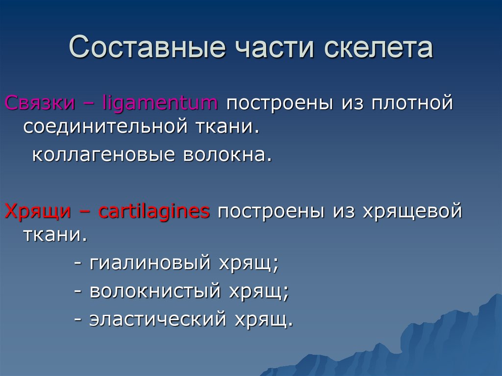 Составные части скелета