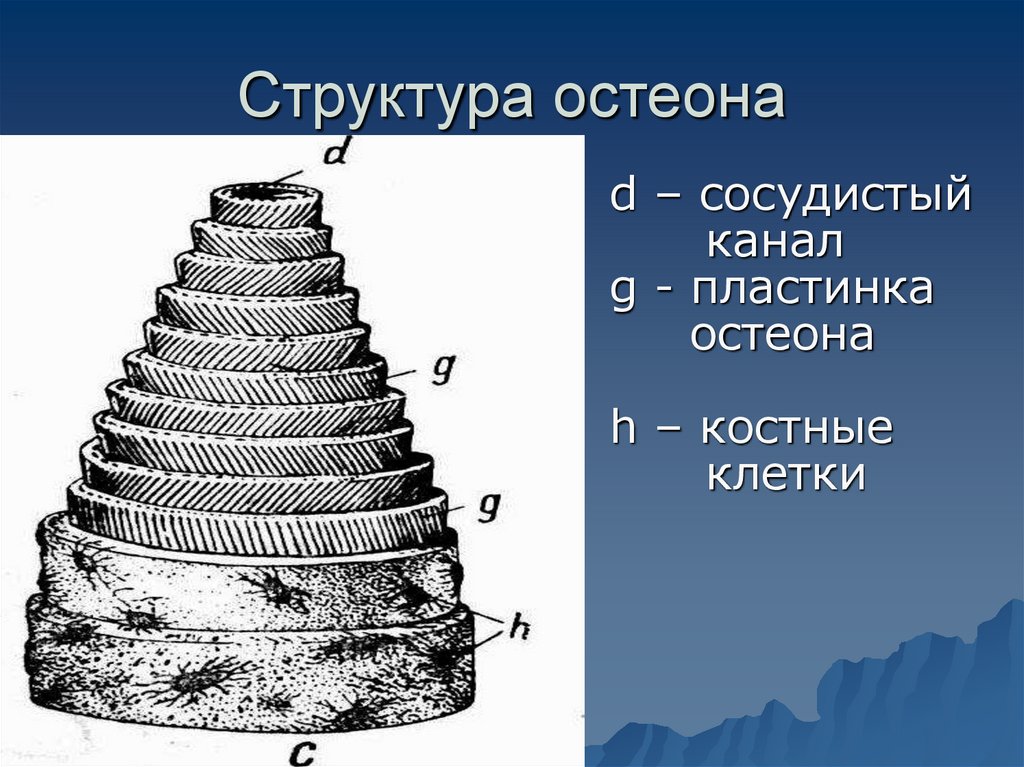 Структура остеона