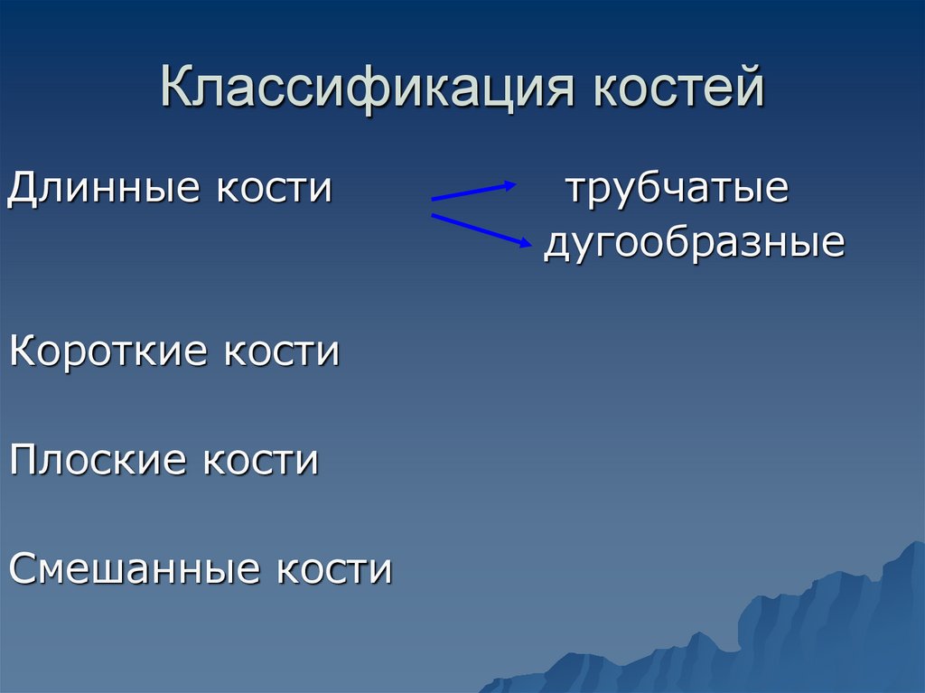 Классификация костей