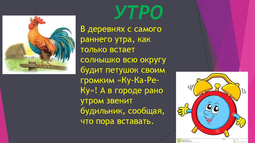 УТРО В деревнях с самого раннего утра, как только встает солнышко всю округу будит петушок своим громким «Ку-Ка-Ре-Ку»! А в