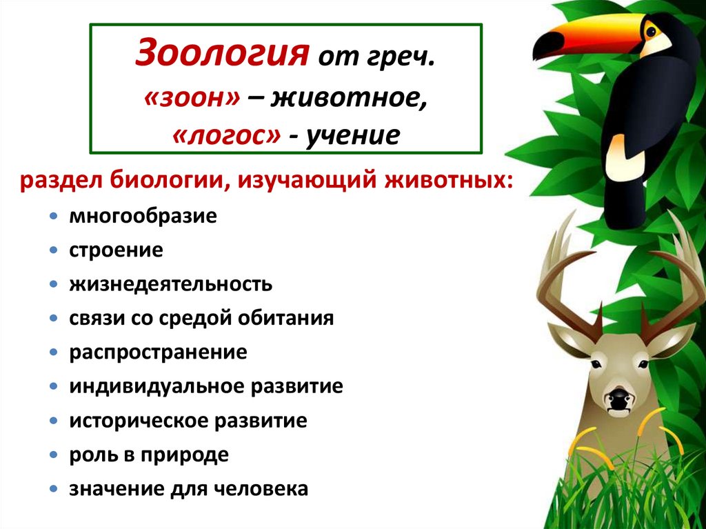 Зоология от греч. «зоон» – животное, «логос» - учение