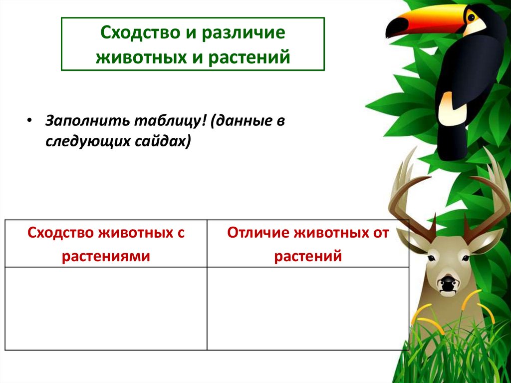 Сходство и различие животных и растений