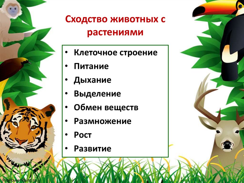 Сходство животных с растениями