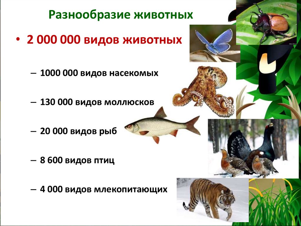 Разнообразие животных