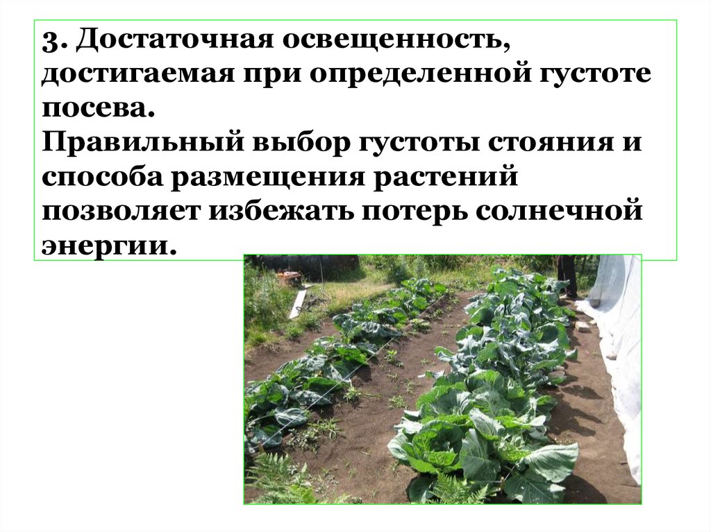 3. Достаточная освещенность, достигаемая при определенной густоте посева. Правильный выбор густоты стояния и способа размещения