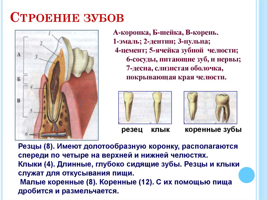 Строение зубов