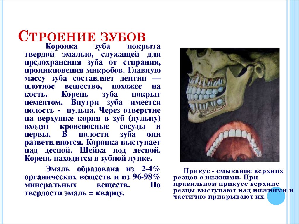 Строение зубов