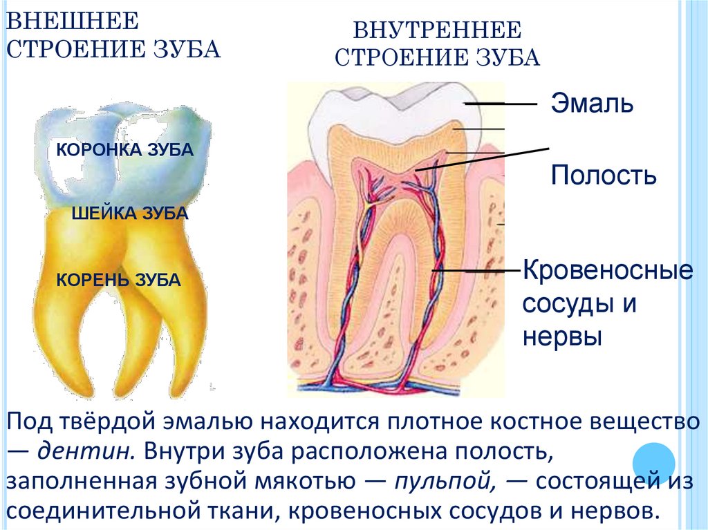 ВНЕШНЕЕ СТРОЕНИЕ ЗУБА