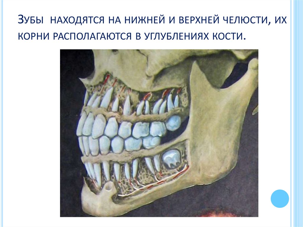 Зубы находятся на нижней и верхней челюсти, их корни располагаются в углублениях кости.