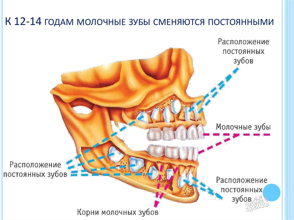 К 12-14 годам молочные зубы сменяются постоянными