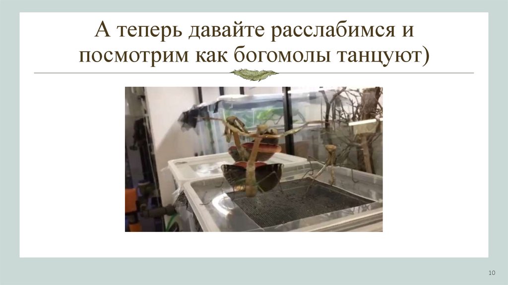 А теперь давайте расслабимся и посмотрим как богомолы танцуют)