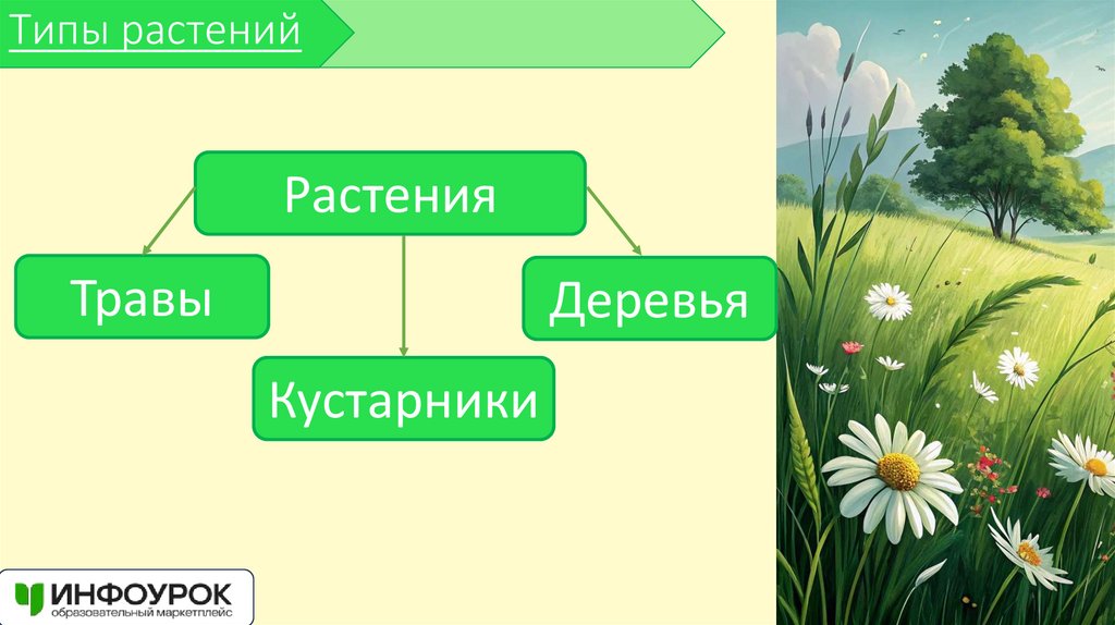 Типы растений