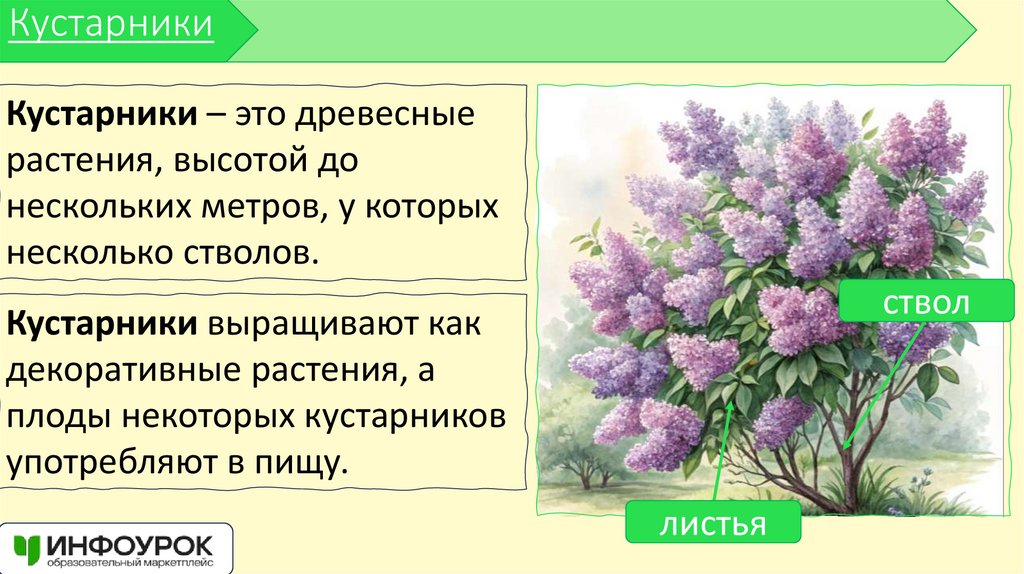 Кустарники