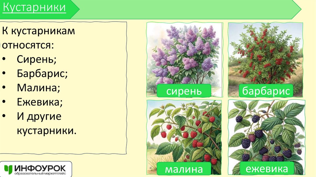 Кустарники