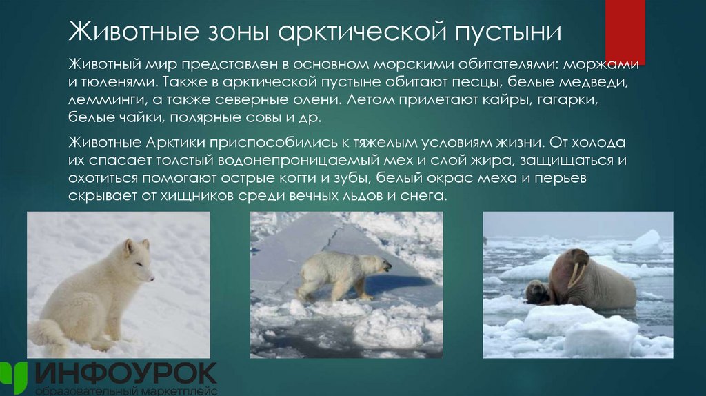 Животные зоны арктической пустыни