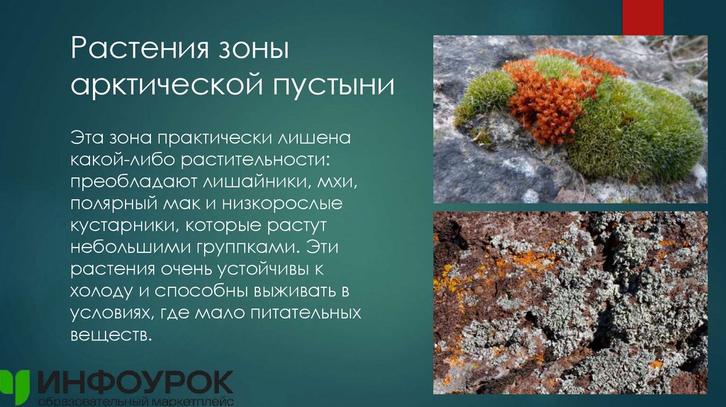 Растения зоны арктической пустыни