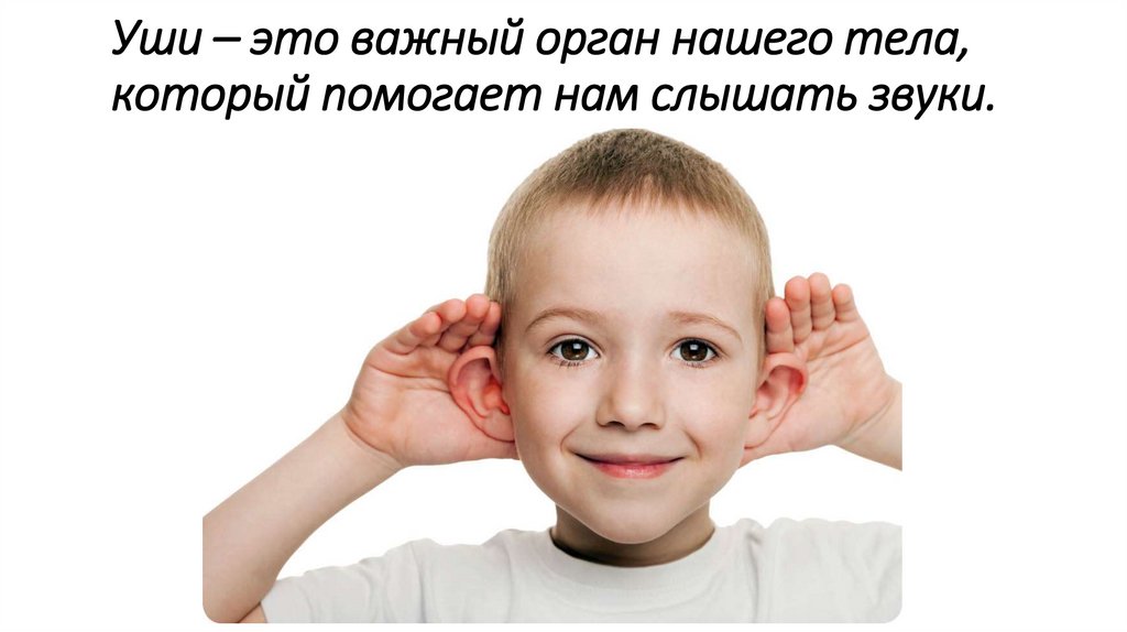 Уши – это важный орган нашего тела, который помогает нам слышать звуки.
