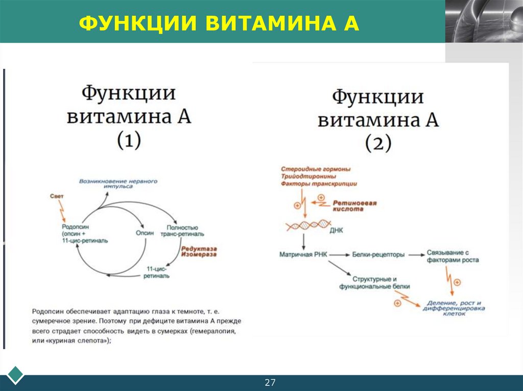 ФУНКЦИИ ВИТАМИНА А