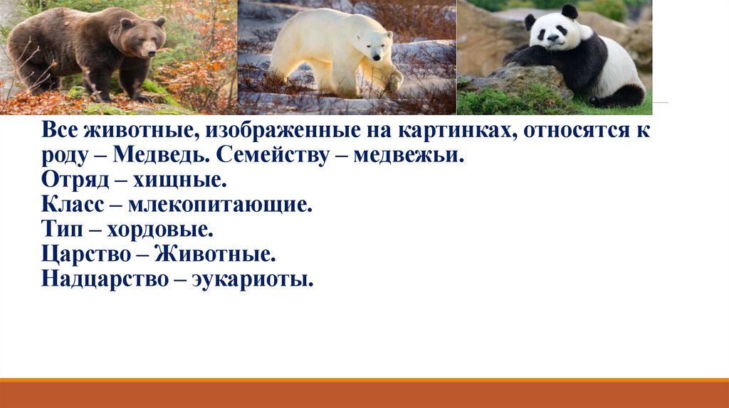 Все животные, изображенные на картинках, относятся к роду – Медведь. Семейству – медвежьи. Отряд – хищные. Класс –